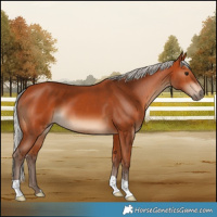 Horse Color:Silver Bay 