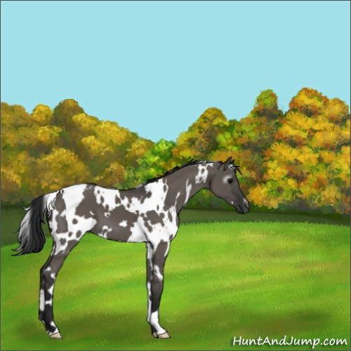 Horse Color:Gray White Spotted Grullo 
