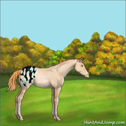 Horse Color:Buckskin Pearl Appaloosa 
