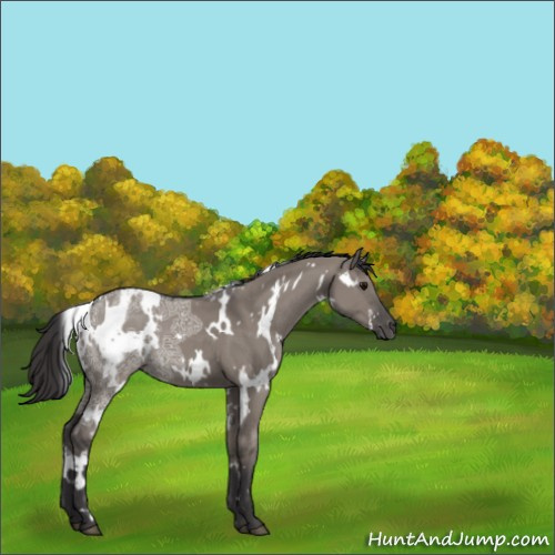 Horse Color:White Spotted Smoky Grullo Ice 