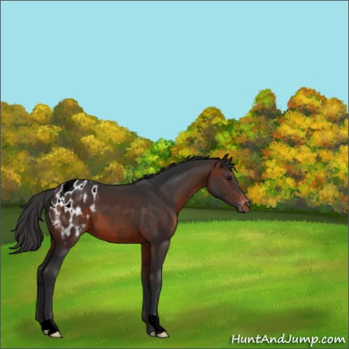 Horse Color:Brown Appaloosa 