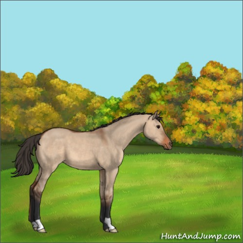Horse Color:Bay Dun 