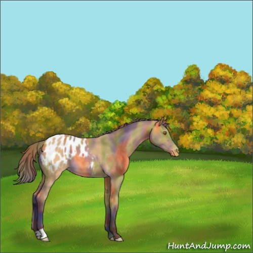 Horse Color:Nacre Buckskin Appaloosa 