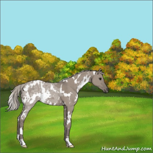 Horse Color:White Spotted Silver Grullo Ice 
