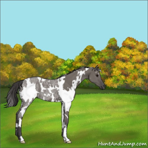 Horse Color:White Spotted Smoky Grullo Ice 