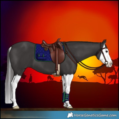 Horse Color:Smoky Black Splash 