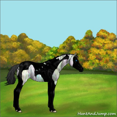 Horse Color:Void Grullo Ice Splash Tobiano 