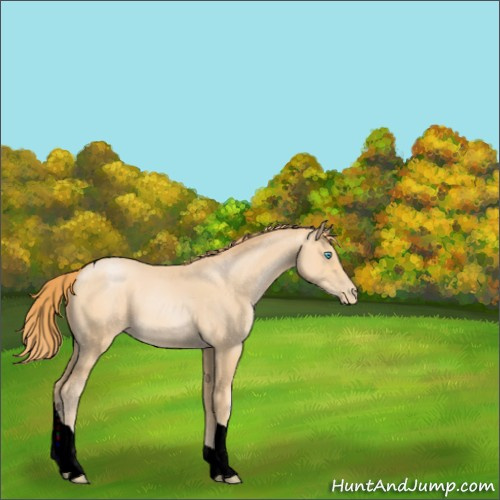 Horse Color:Buckskin Pearl Tobiano 