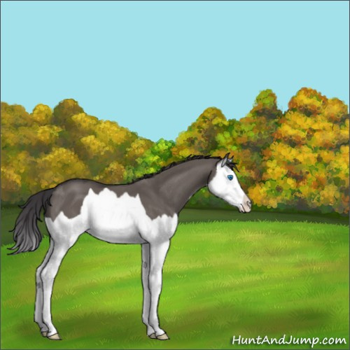 Horse Color:Smoky Grullo Splash 