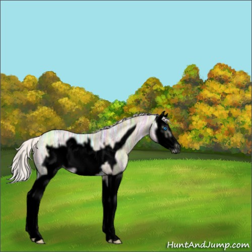 Horse Color:Void Silver Classic Champagne Ice Dun Splash Frame 