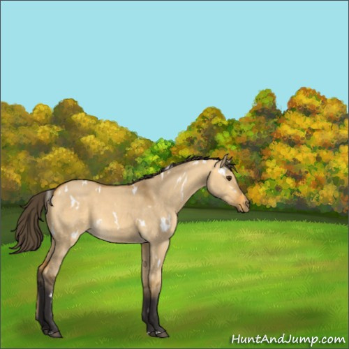 Horse Color:White Spotted Buckskin Dun 