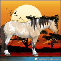 Horse Color:White Spotted Buckskin Ice Dun 