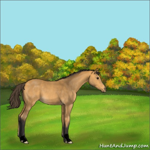 Horse Color:Void Buckskin 