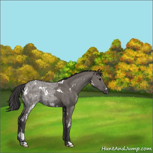 Horse Color:White Spotted Smoky Grullo Ice Rabicano 