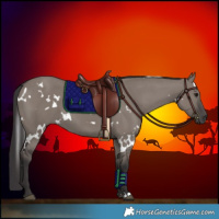 Horse Color:White Spotted Smoky Grullo 