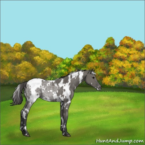 Horse Color:White Spotted Grullo Ice Appaloosa Rabicano 