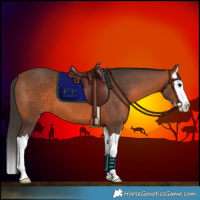 Horse Color:White Spotted Bay Splash 