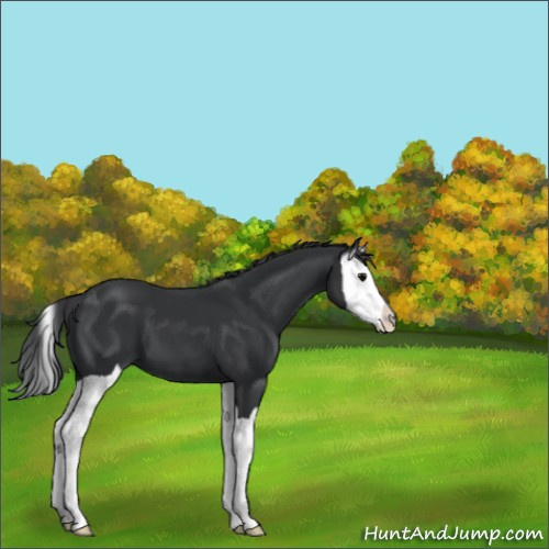 Horse Color:Black Splash 