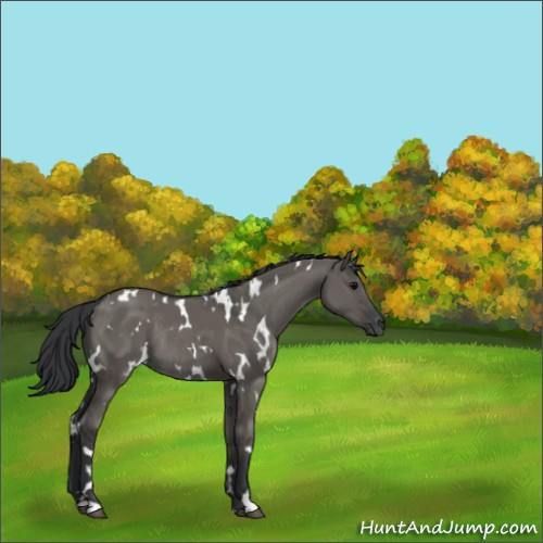 Horse Color:White Spotted Grullo Rabicano 