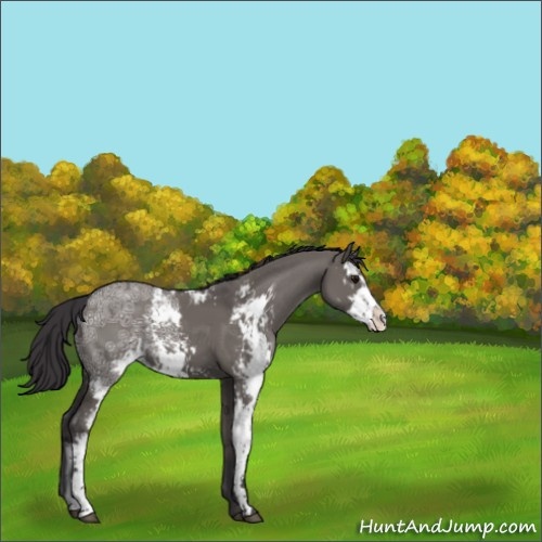 Horse Color:Smoky Grullo Ice Sabino 