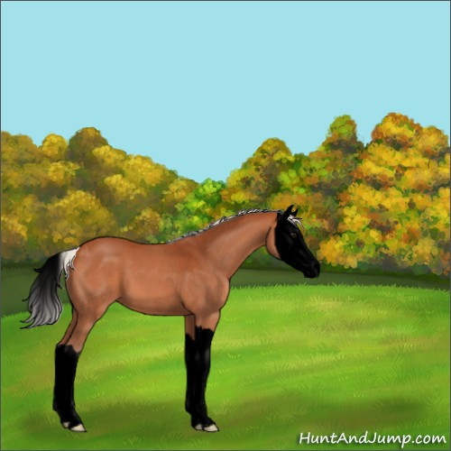 Horse Color:Void Silver Bay Splash 