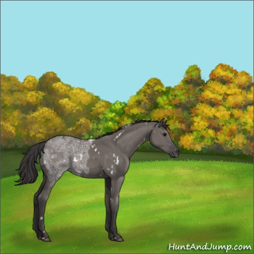 Horse Color:White Spotted Smoky Grullo Ice 