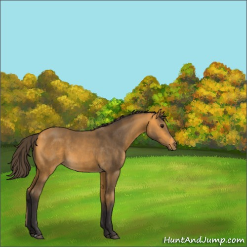 Horse Color:Buckskin 