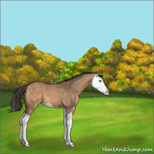 Horse Color:Bay Dun Splash 