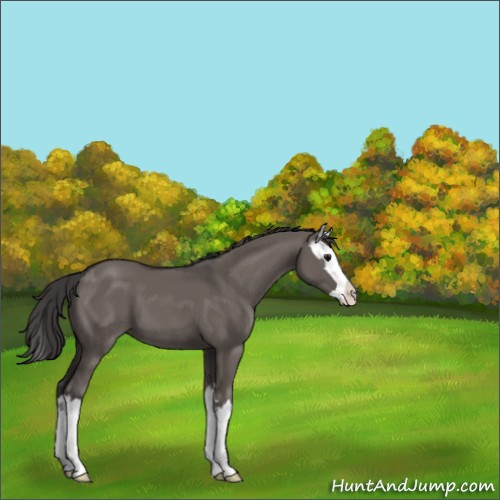 Horse Color:Smoky Grullo Sabino Splash 