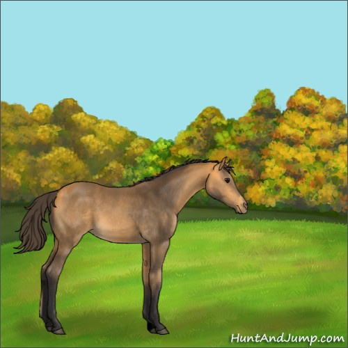 Horse Color:Void Buckskin 