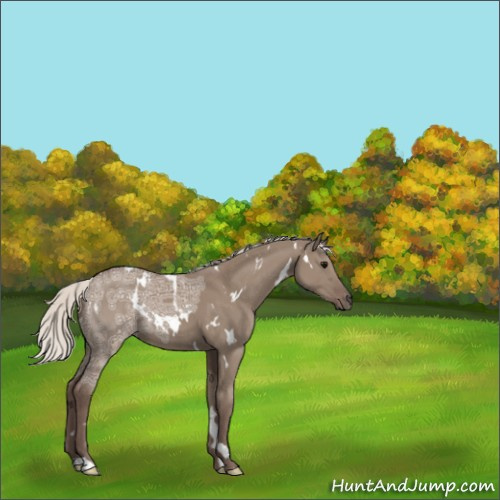 Horse Color:White Spotted Silver Grullo Ice 
