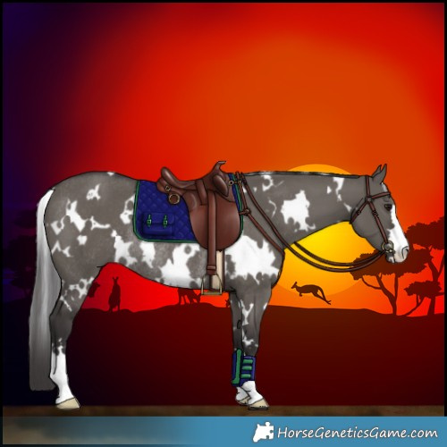 Horse Color:White Spotted Smoky Grullo Rabicano 