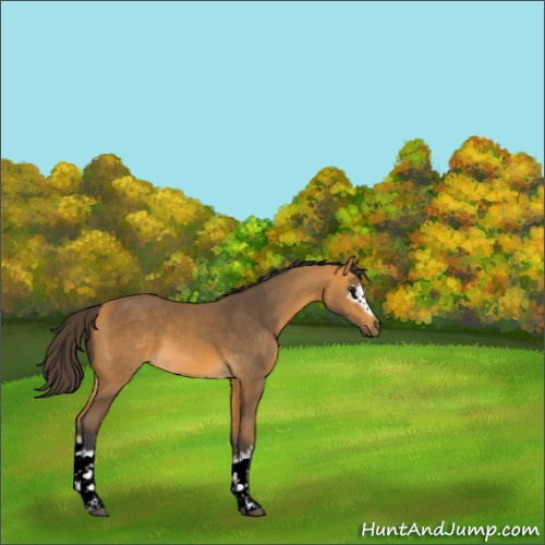 Horse Color:White Spotted Buckskin 