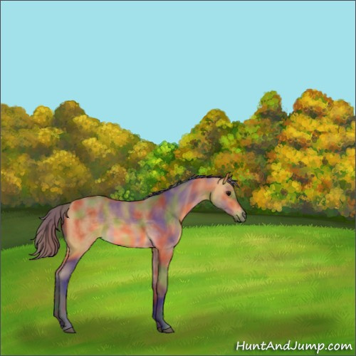 Horse Color:Nacre Buckskin 