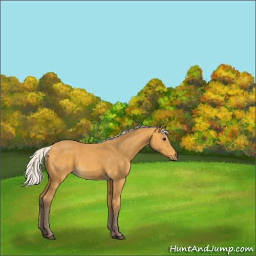 Horse Color:Silver Buckskin 