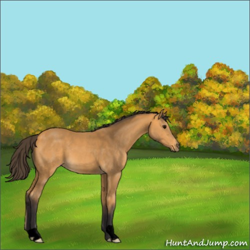 Horse Color:Void Buckskin 