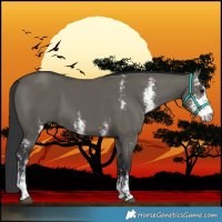 Horse Color:Grullo Sabino 