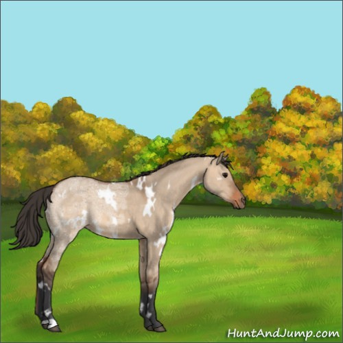 Horse Color:White Spotted Bay Ice Dun 