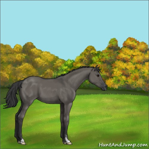 Horse Color:Grullo Sabino 