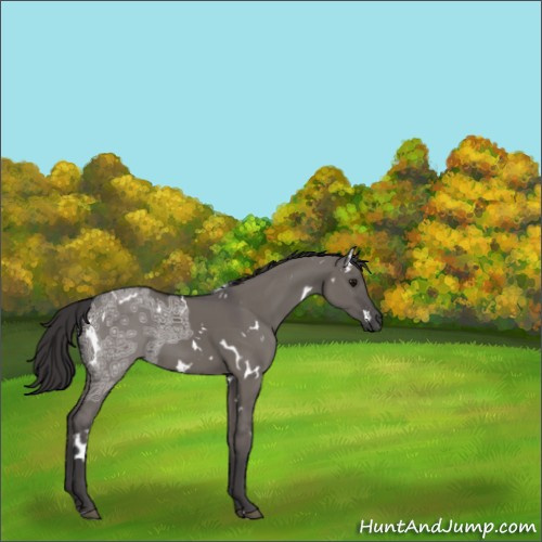 Horse Color:White Spotted Smoky Grullo Ice 