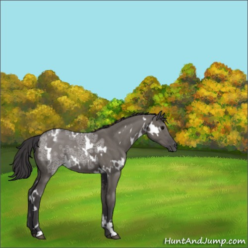 Horse Color:White Spotted Smoky Grullo Ice 