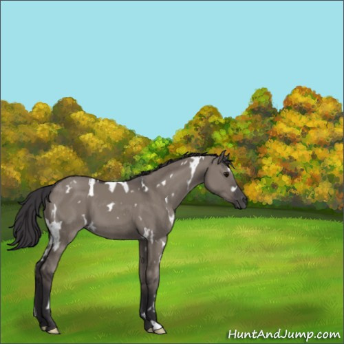 Horse Color:White Spotted Smoky Grullo 