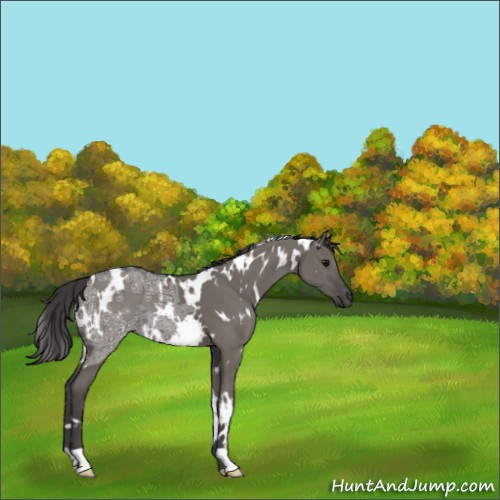 Horse Color:White Spotted Smoky Grullo Ice 