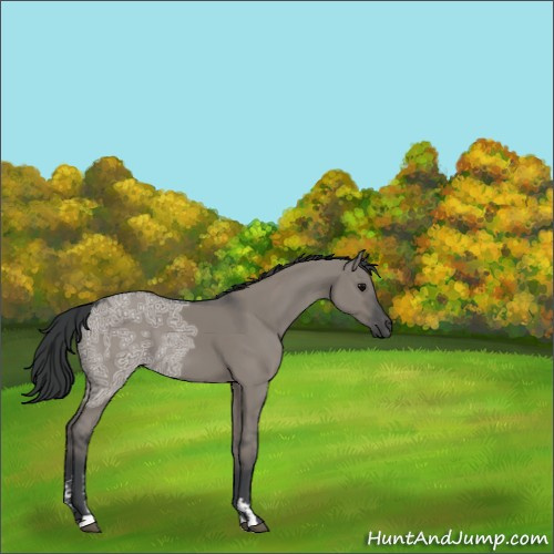 Horse Color:Grullo Ice Sabino 
