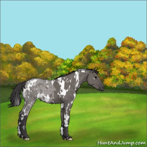 Horse Color:White Spotted Smoky Grullo Ice 