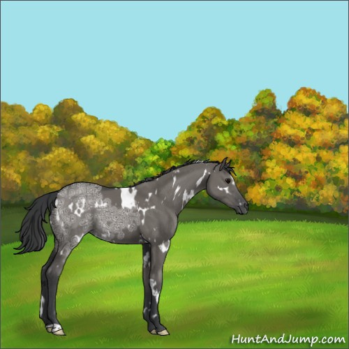 Horse Color:White Spotted Grullo Ice 