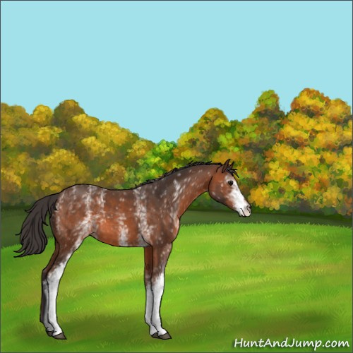 Horse Color:White Spotted Brown 