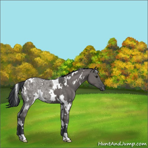 Horse Color:White Spotted Grullo Ice 