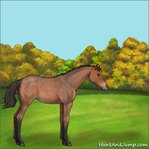 Horse Color:Bay Roan 
