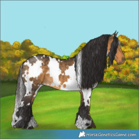 Horse Color:White Spotted Buckskin 